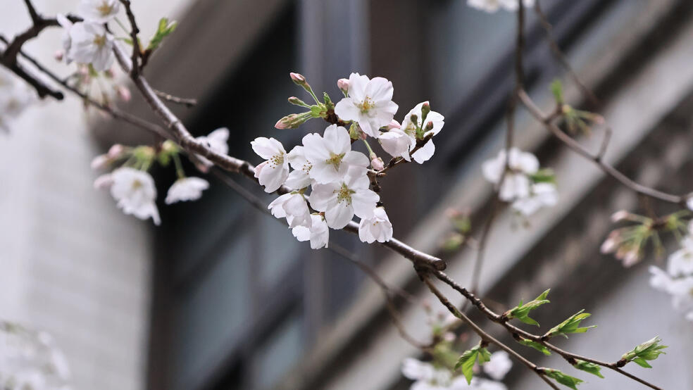 開花した桜